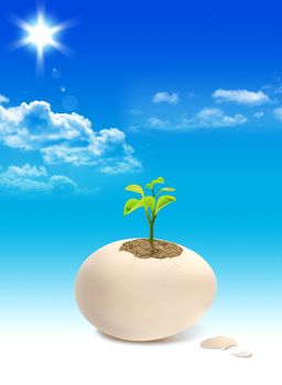 Fresh green plant in the egg on the sky background