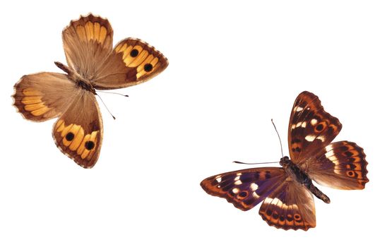 Two wonderful butterflies on the white background