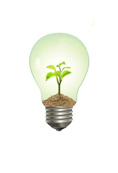 Nice electric lamp with a green plant in it