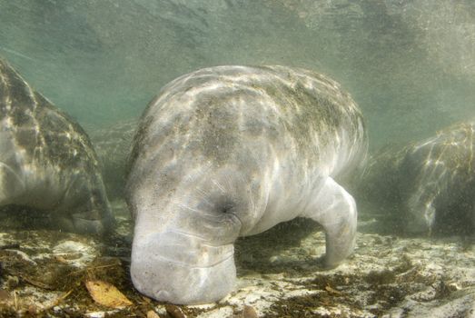 A Manatee  (Trichechus manatus latirostrus) searches the spring bottom for food in the waters of Crystal River