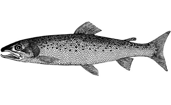 The class-Osteichthyes. Order-Salmoniformes. Family-Salmonidae Cuvier. Genus Taymeni-Hucho Gunther. Inhabitants of rapid foothill, mountain rivers and lakes of Siberia cold, with high oxygen. The size of 1.5 m long and more than 70 kg. The color brown body, back to greenish tint. The name of the river sharks. A typical predator, the main food of fish, mammals usually myshevidnye rodents, squirrels, falling into the water during migrations