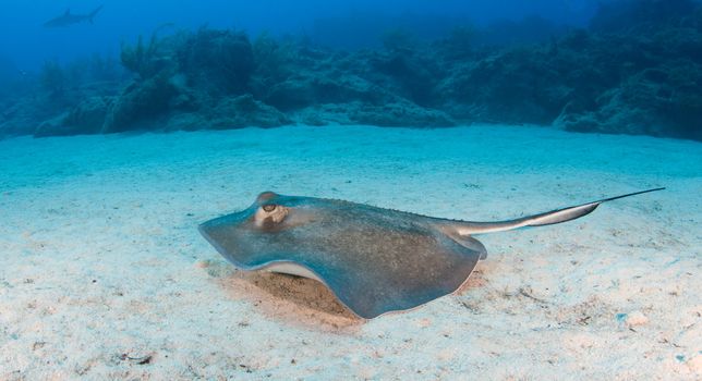 A sting ray swims along the ocean floor with the coral reef in the distance