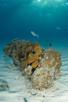 Sun beams shine down from the surface of the ocean onto a coral encrusted piece of wreckage on the ocean floor