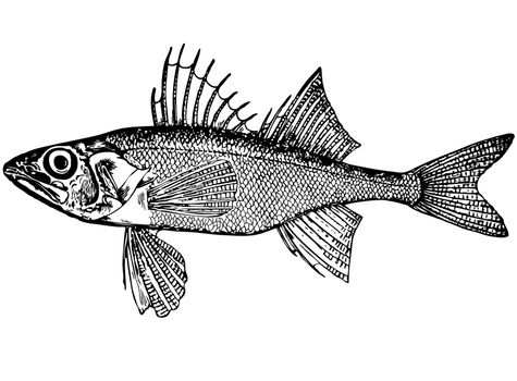Illustration. For that what to draw and describe the given figure it would be necessary to read through and see many magazines and books. The small fish, like a ruff. Distinctive features: Eyes big. Gill cover with thorns. The body is covered ith mucus. The colour yellow body. At the back of dark spots. 