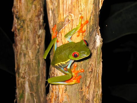 red eyed tree frog sitting on a branch with dark background