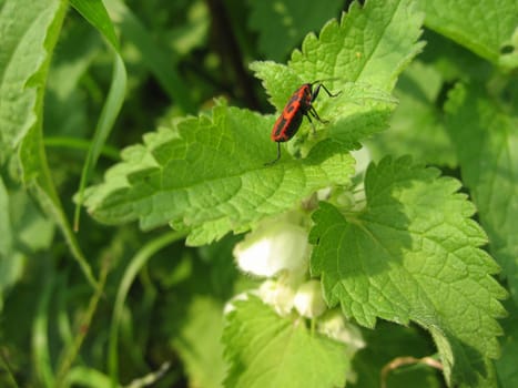 red bug sitting on a green plant with white flowers