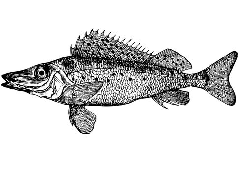 Illustration. For that what to draw and describe the given figure it would be necessary to read through and see many magazines and books. Fish is different from an ordinary body and ruff long winter, petty scales. In front a lot spiny fin rays. Color body pale, yellow. Belly white. On the sides of the body dark spots. Weight approximately 80-190 grams. The length of about 20 centimeters. Habitat fast-moving river of warm water.