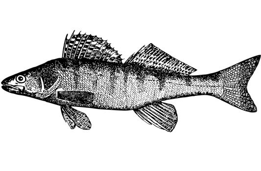 Illustration. For that what to draw and describe the given figure it would be necessary to read through and see many magazines and books. The anatomic, correct image of the Bersh (Lucioperca volgenis(Latin)). Places of dwelling - the rivers of the Black and Caspian seas. Something an average between the perch and a pike perch. A snout short and wide. Color as at a pike perch, but is dark cross-section strips (8 pieces) correct form. Weight of an adult fish of 1,5-3,5 kg. It is long 30-55 sm.