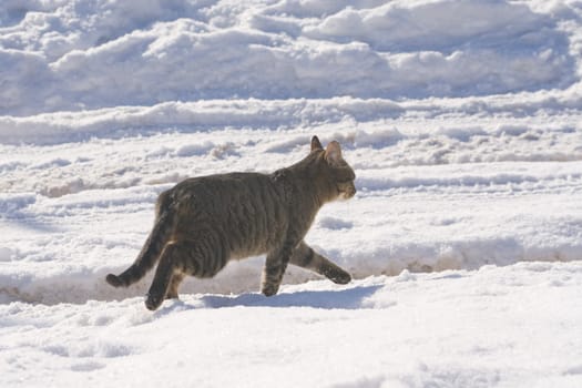 Tabby cat running along a snow covered road
