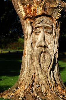 wooden tree sculpture in Cardiff park, face of old man