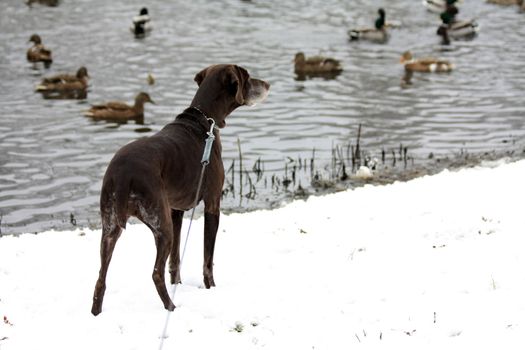 A duck hunting german pointer is taking care for the evening dinner...