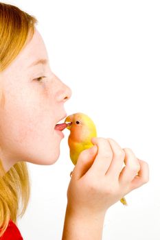 love bird is cleaning tongue of little girl on white