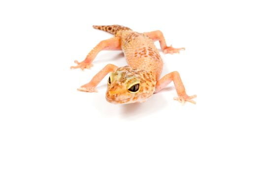 Gecko in front of a white background