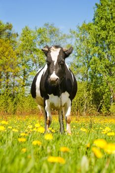 The adult black-and-white cow stands on a green meadow with yellow flowers and looks in a shot
