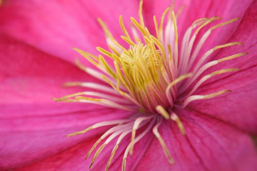 close up of a Clematis.