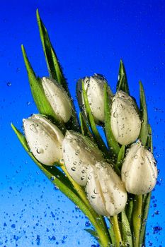 Seven white tulips in water with air vials close up on a blue background
