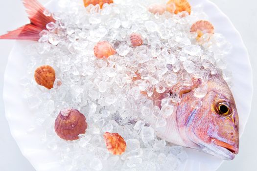 Whole Dorado lays in ice on a white plate with cockleshells on a white background
