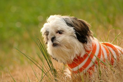 Shih Tzu puppy with a sweater on outside.