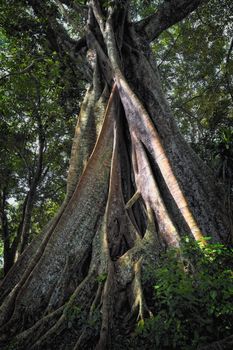 Giant trunk of a sacred tree in the Indian forest