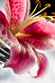 macro picture of pink lily, romantic mood