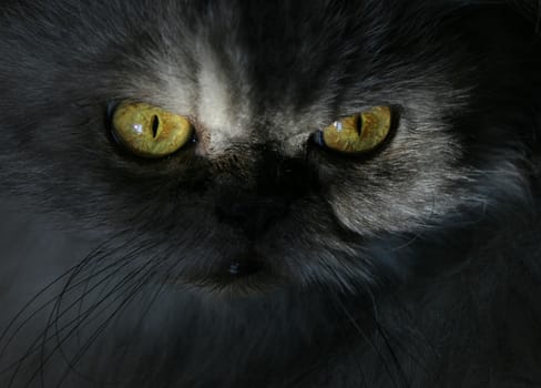A Persian cat hanging around listening to the gloom.