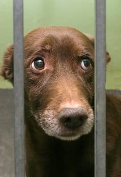 innocent puppy it was locked up in the cage.
