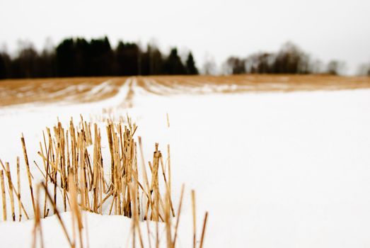 Hay stubble in a snow