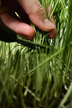 Cutting wheat with scissors