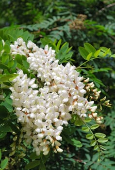 White acacia blossoms