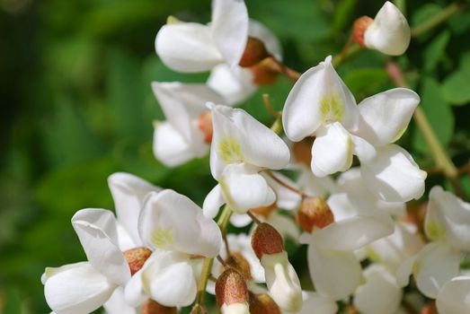 White acacia blossoms, close-up