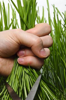 Cutting wheat with scissors