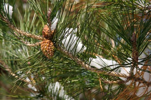 Snowy branch of pine with needles covered in snow