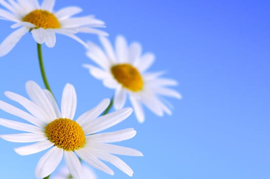 Daisy flowers macro on light blue background