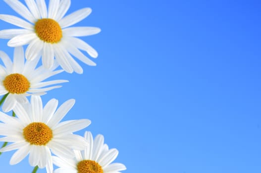 Daisy flowers macro on light blue background