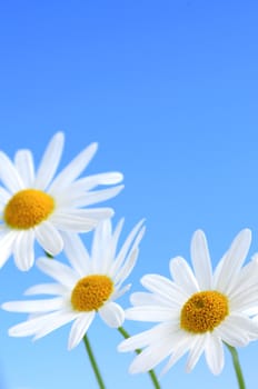 Daisy flowers macro on light blue background