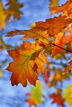 Autumn oak leaves of bright fall colors close up