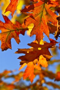 Autumn oak leaves of bright fall colors close up