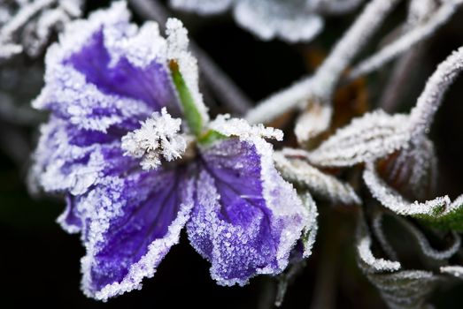 Macro of frosty flower in late fall