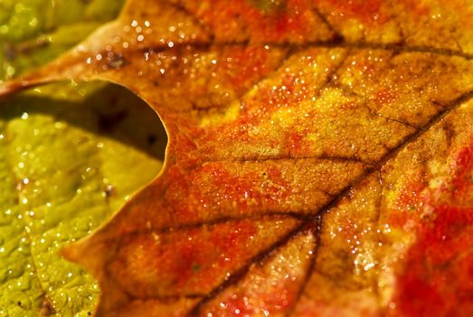 Macro of dewy autumn leaves of bright fall colors