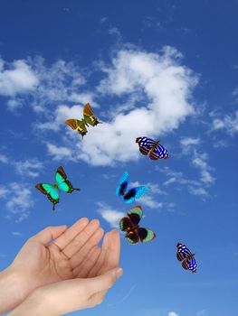 The butterflies flying in the sky