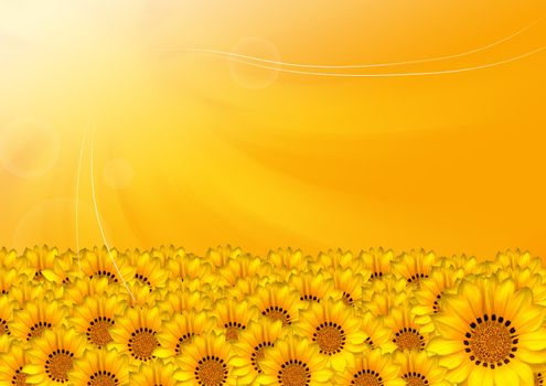 The beatiful sunflowers meadow in summer