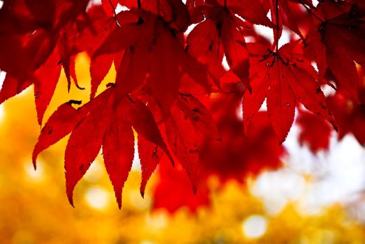 Red fall leaves of japanese maple close up