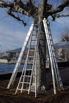 The step ladders at the tree. clipping time
