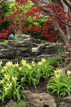 Zen garden with natural stone and japanese maple