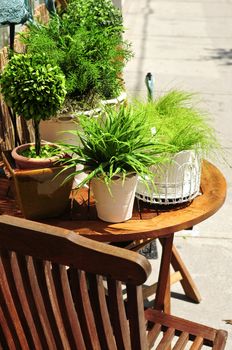 Potted green plants on wooden patio table