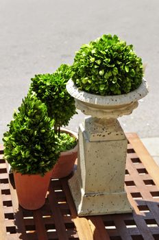 Potted green plants on wooden patio table