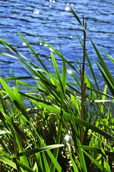 Natural background of green reeds at water edge