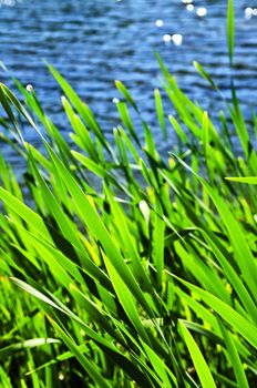 Natural background of green reeds at water edge