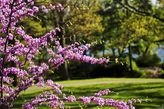 Blooming cherry tree in a spring park