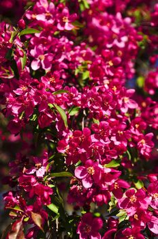 Bright pink apple tree blossom close up